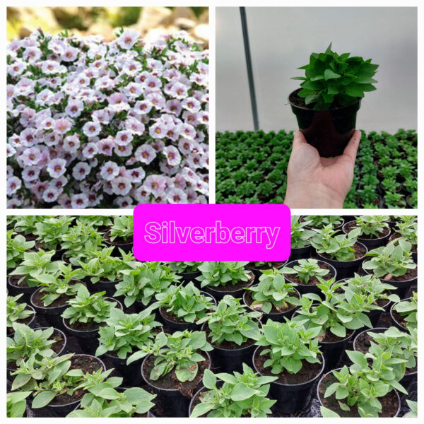 Supertunia Vista - Silverberry