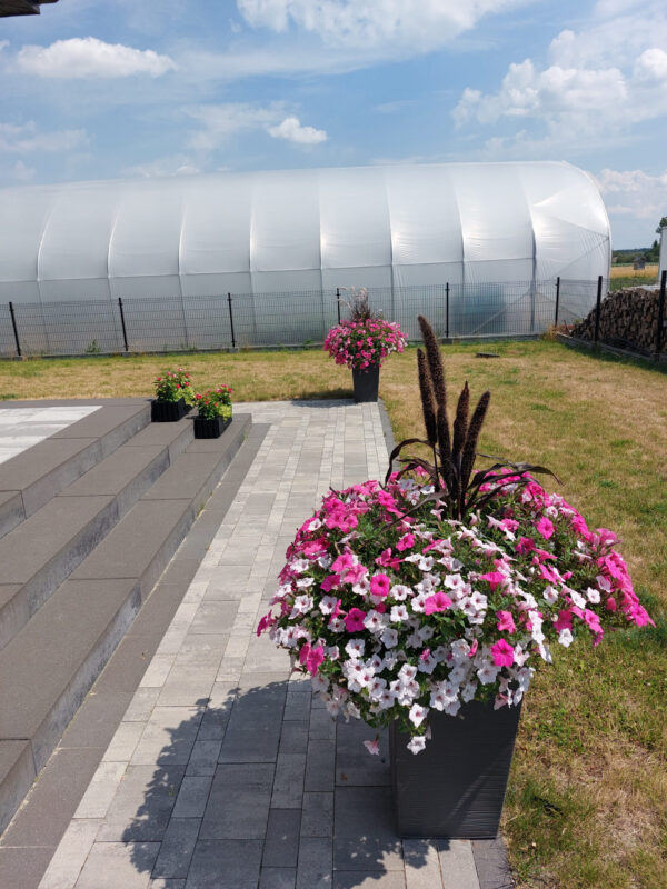 Supertunia Vista - Silverberry