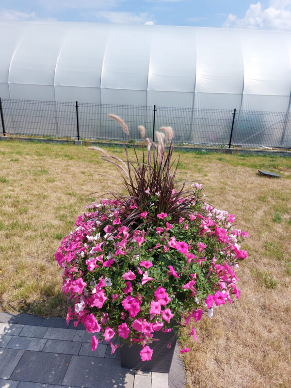 Supertunia Vista - Silverberry