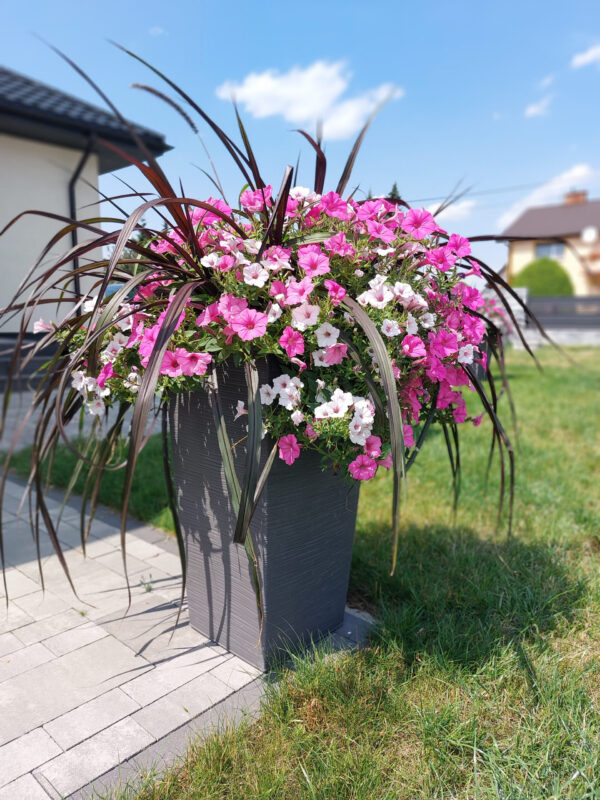 Supertunia Vista - Silverberry