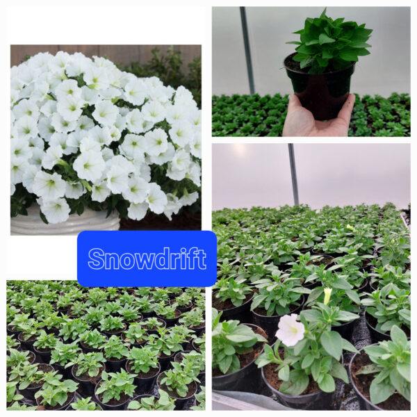 Supertunia Vista - Snowdrift