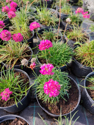 Zawciąg nadmorski - różowy