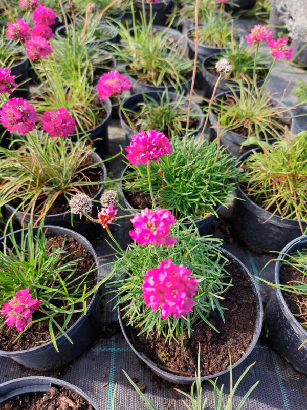 20220924_140005 Zawciąg nadmorski - różowy