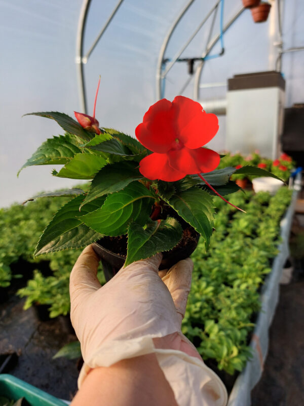 20230413_170157 Niecierpek New Guinea - czerwony, na słońce