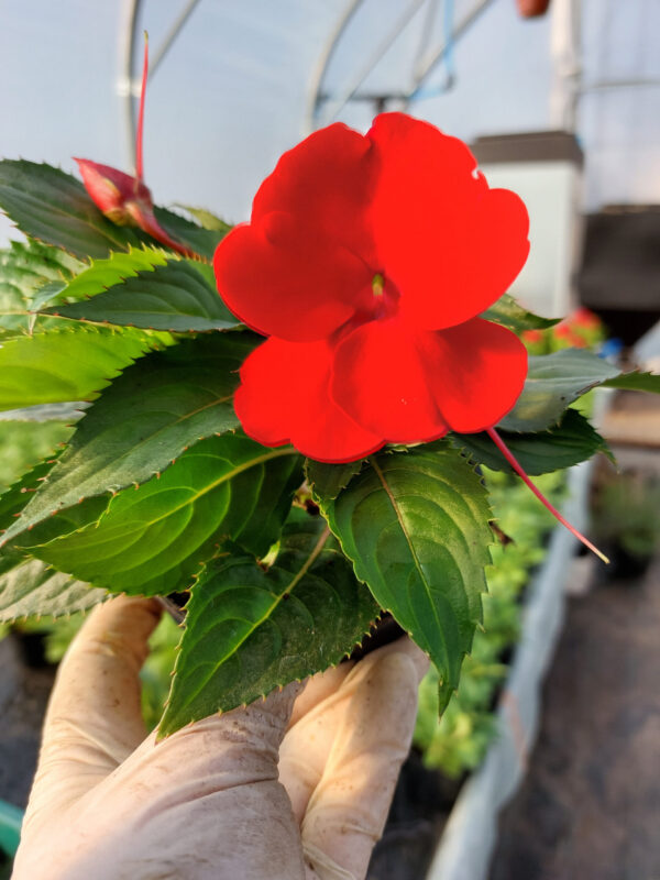 20230413_170159 Niecierpek New Guinea - czerwony, na słońce