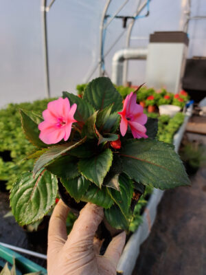 Niecierpek New Guinea -  różowy, na słońce