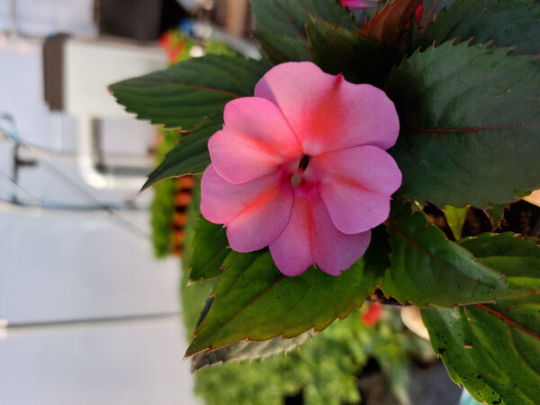 20230413_170221-1 Niecierpek New Guinea - różowy, na słońce