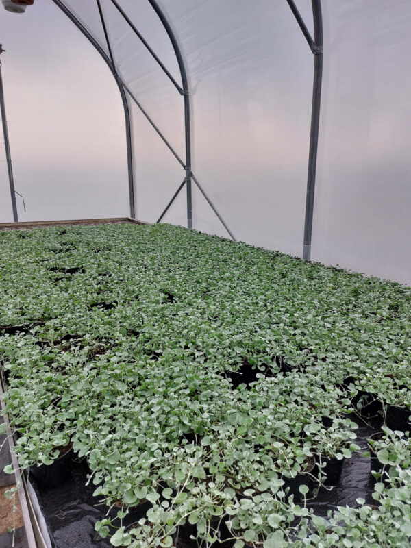 20230420_151918 Dichondra srebrzysta - Silver Falls