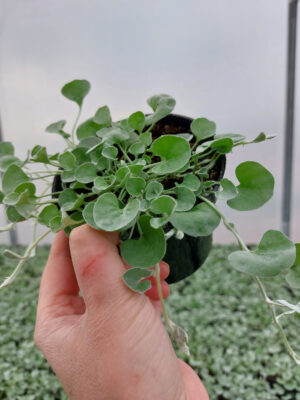 Dichondra srebrzysta - Silver Falls