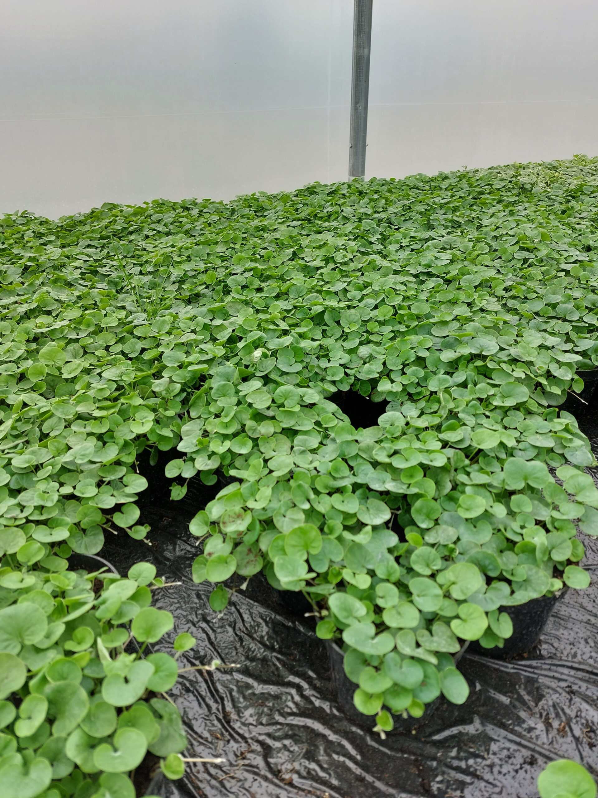 Dichondra zielona- Emerald Falls