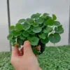 Rośliny ozdobne Car, Jatutów, Zamość, Lublin, Dichondra zielona - Emerald Falls