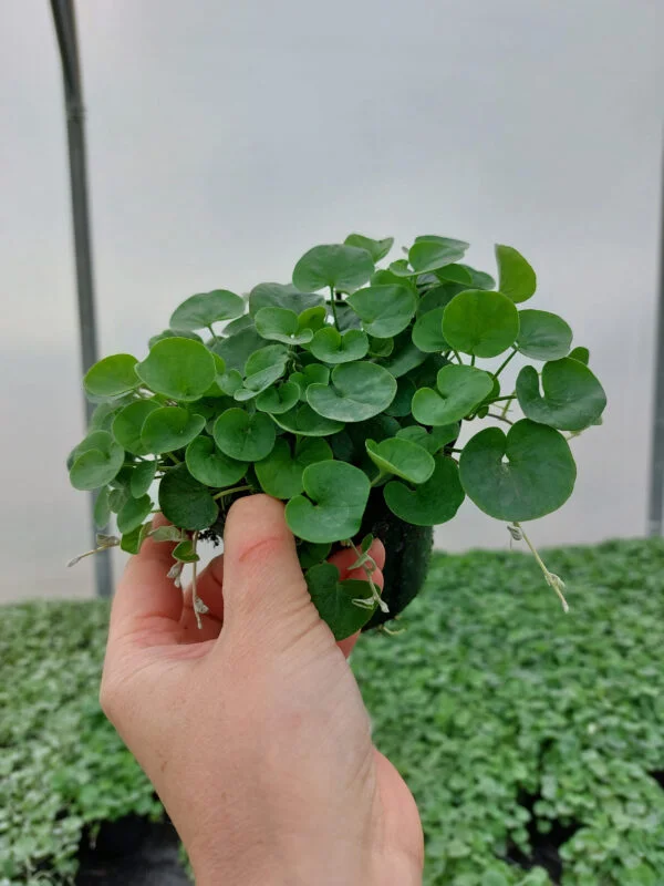 Rośliny ozdobne Car, Jatutów, Zamość, Lublin, Dichondra zielona - Emerald Falls