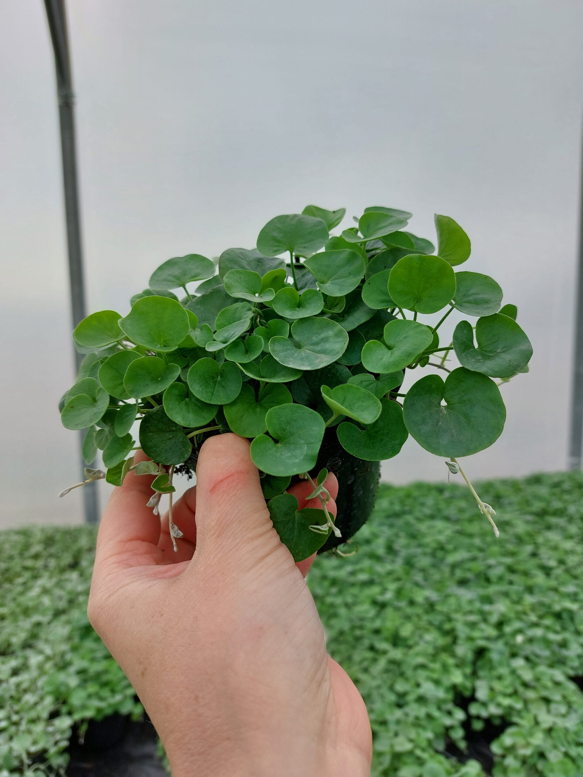 Rośliny ozdobne Car, Jatutów, Zamość, Lublin, Dichondra zielona - Emerald Falls