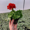 Rośliny ozdobne Car, Jatytów, Zamość, Lublin,Pelargonia caliope - Dark Red
