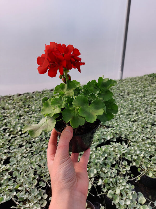 Rośliny ozdobne Car, Jatytów, Zamość, Lublin,Pelargonia caliope - Dark Red