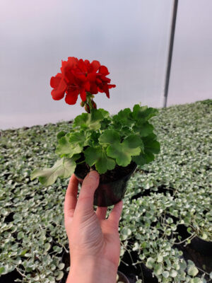 20230420_161517 Pelargonia caliope - Dark Red