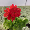 Rośliny ozdobne Car, Jatutów, Zamość, Lublin, Pelargonia caliope - Dark Red
