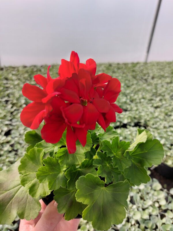 Rośliny ozdobne Car, Jatutów, Zamość, Lublin, Pelargonia caliope - Dark Red