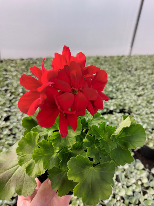 20230420_161520 Pelargonia caliope - Dark Red