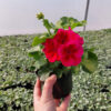 Rośliny ozdobne Car, Jatutów, Zamość, Lublin, Pelargonia caliope - Red Splash