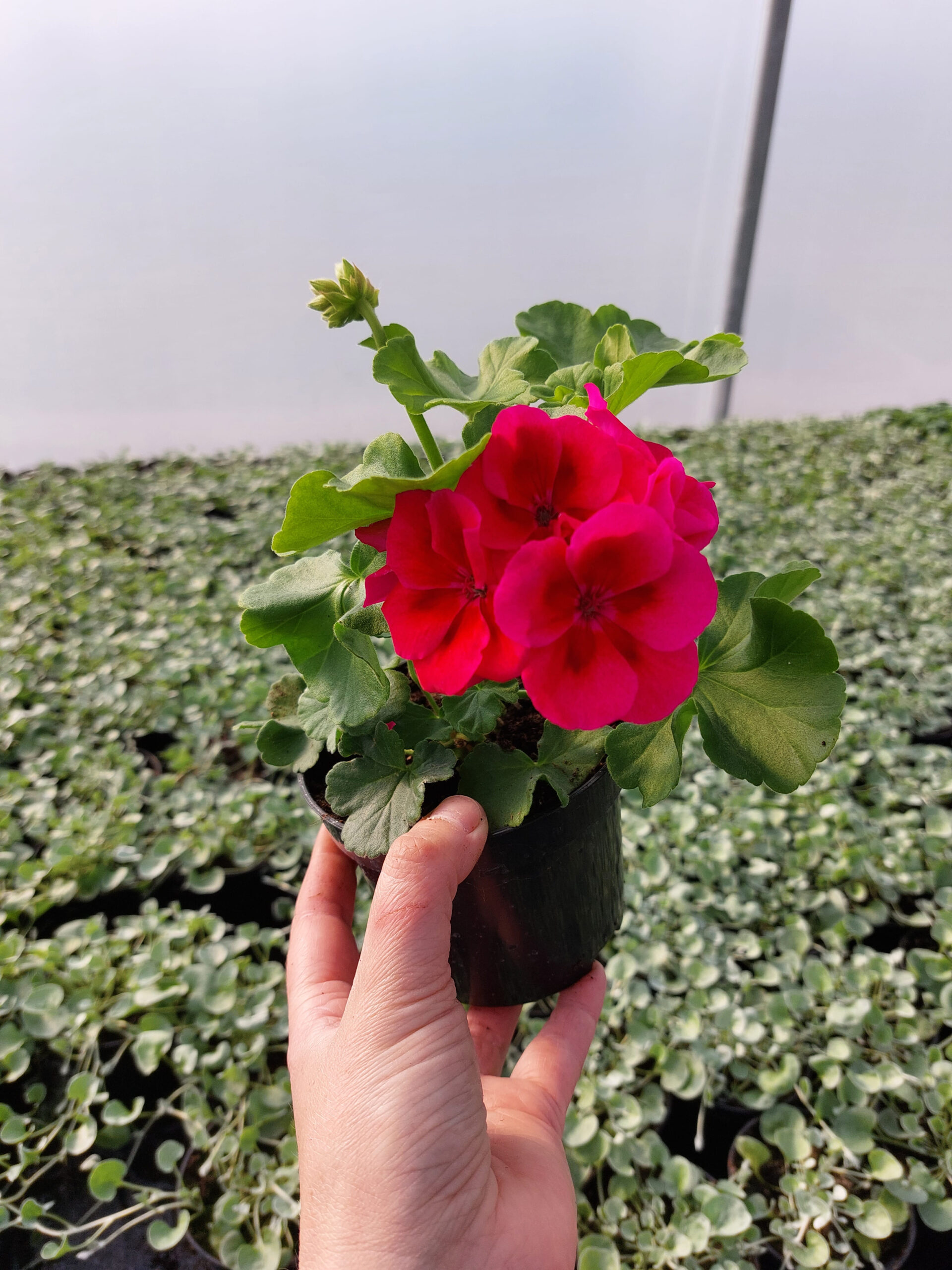 Pelargonia caliope - Red Splash