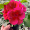 Rośliny ozdobne Car, Jatutów, Zamość, Lublin, Pelargonia caliope - red splash