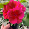 20230420_161555 Pelargonia caliope - Red Splash