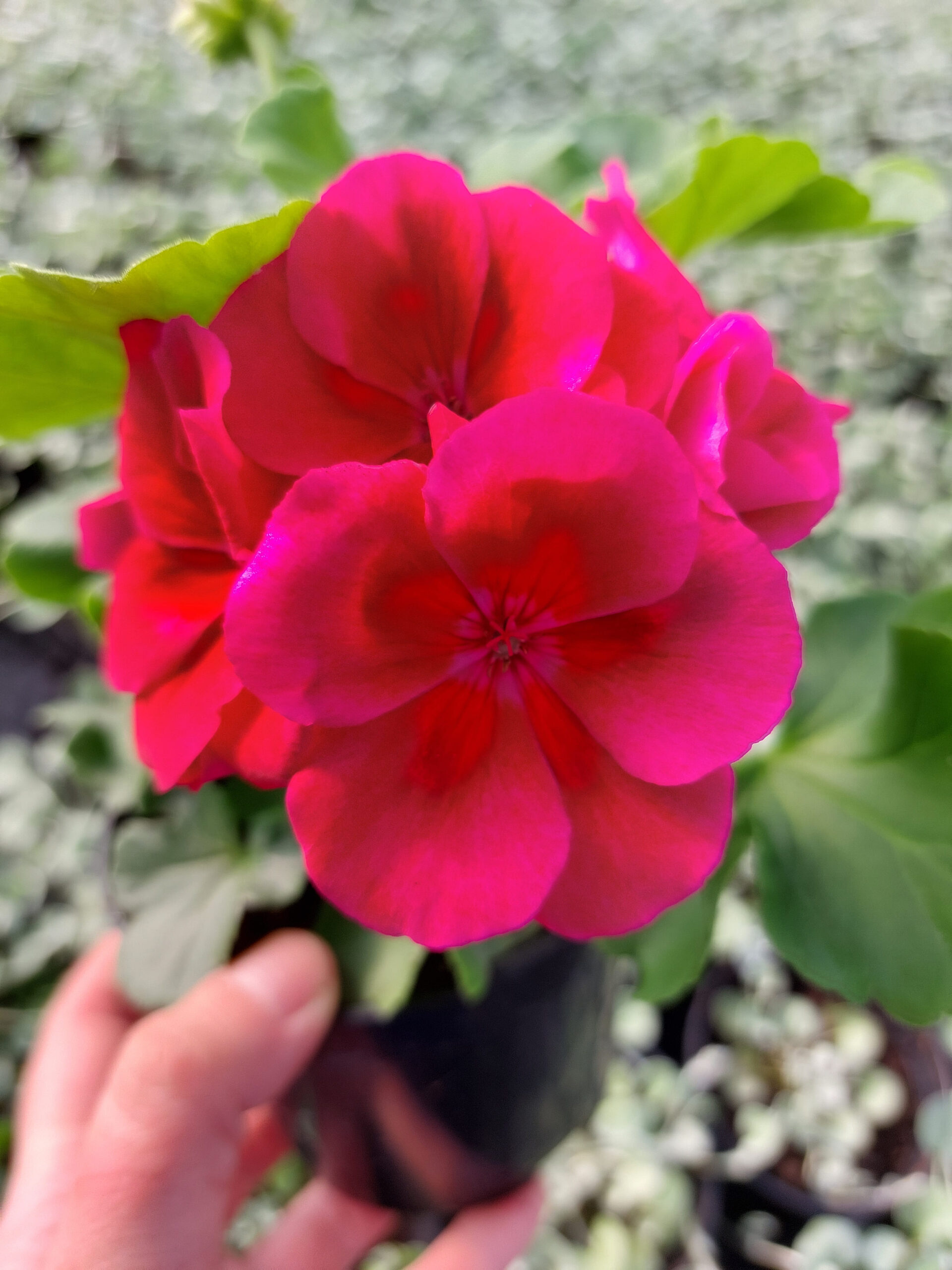 Rośliny ozdobne Car, Jatutów, Zamość, Lublin, Pelargonia caliope - red splash
