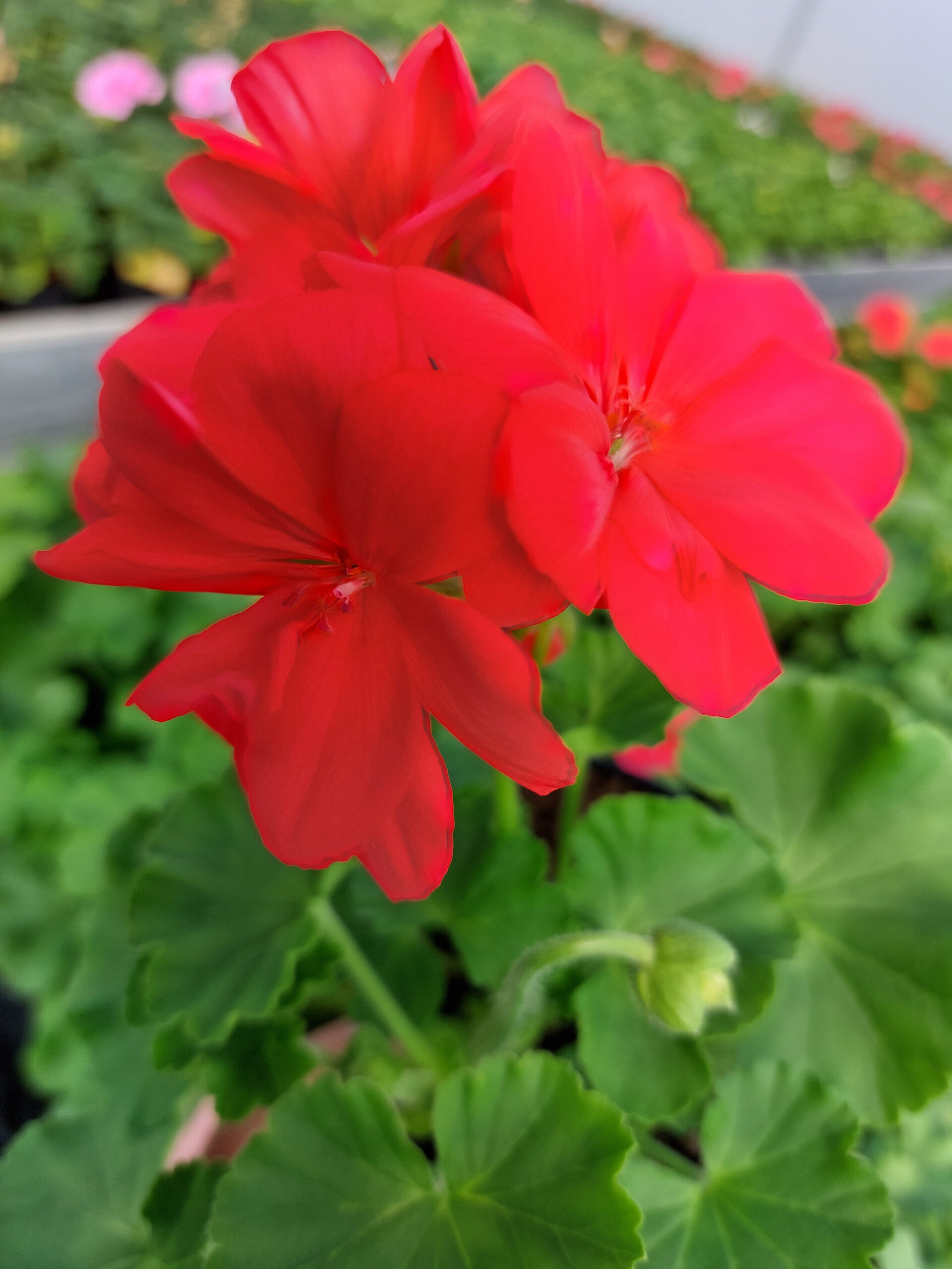 Rośliny ozdobne Car, Jatutów, Zamość, Lublin, Pelargonia caliope - Coral