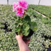 20230420_161739 Pelargonia caliope - Landscape Rose