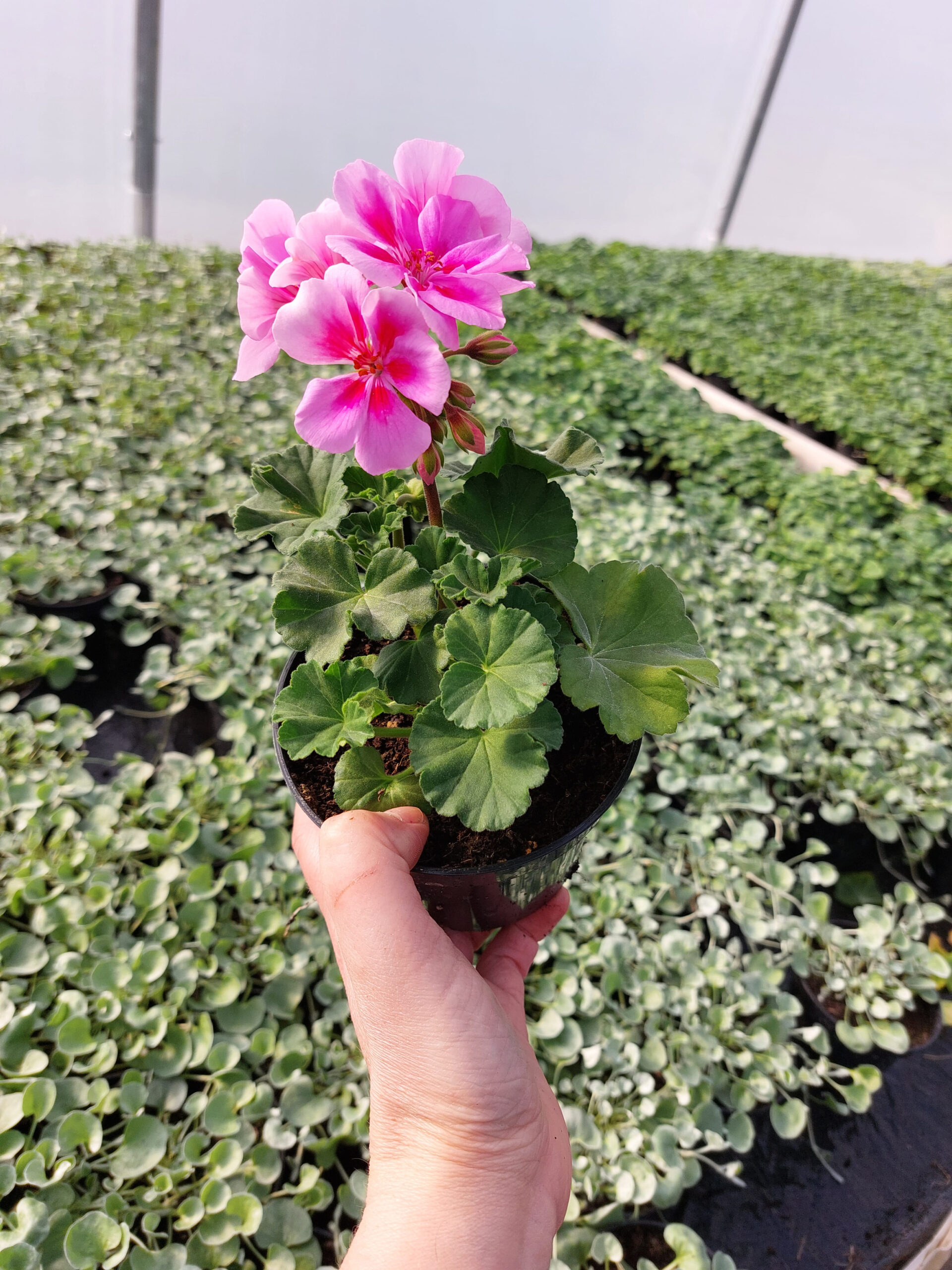 Pelargonia caliope - Landscape Rose