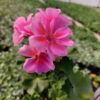 20230420_161742 Pelargonia caliope - Landscape Rose