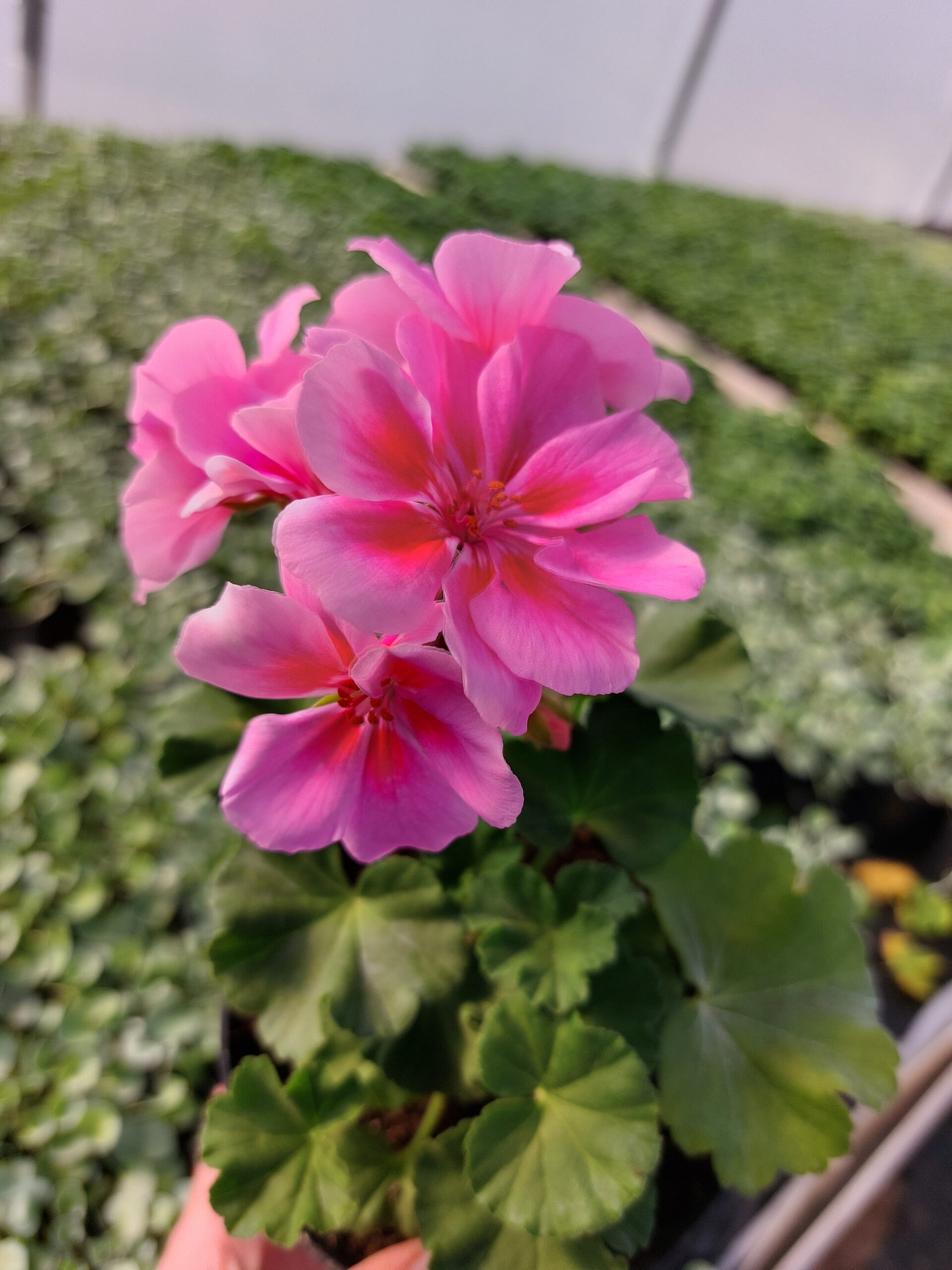 Rośliny ozdobne Car, Jatutów, Zamość, Lublin, Pelargonia - Landscape Rose