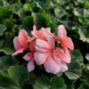 20230420_161838 Pelargonia zonale - stojąca łososiowa