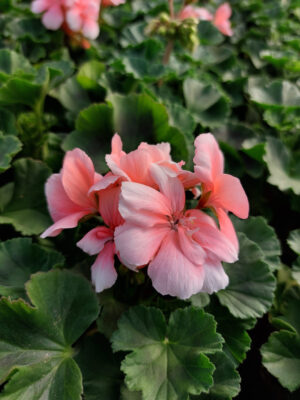 20230420_161838 Pelargonia zonale - stojąca łososiowa