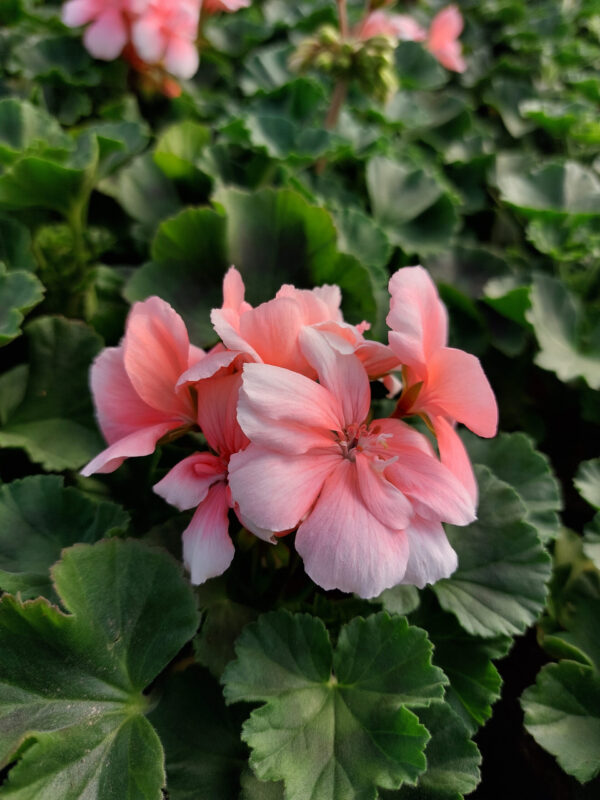 20230420_161838 Pelargonia zonale - stojąca łososiowa