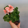 20230420_161853 Pelargonia zonale - stojąca łososiowa