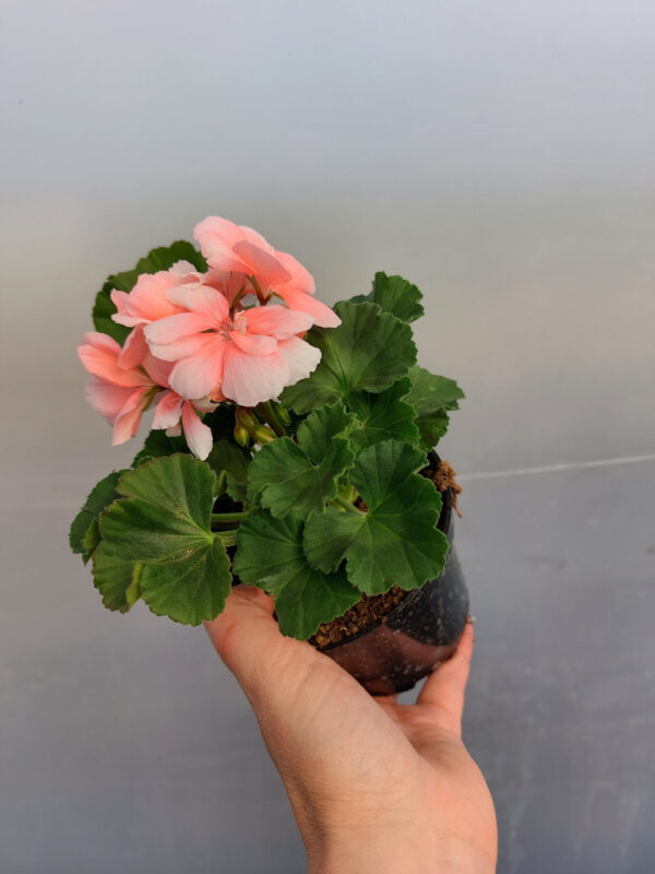 20230420_161853 Pelargonia zonale - stojąca łososiowa