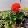 20230420_162037 Pelargonia zonale - stojąca pomarańczowa