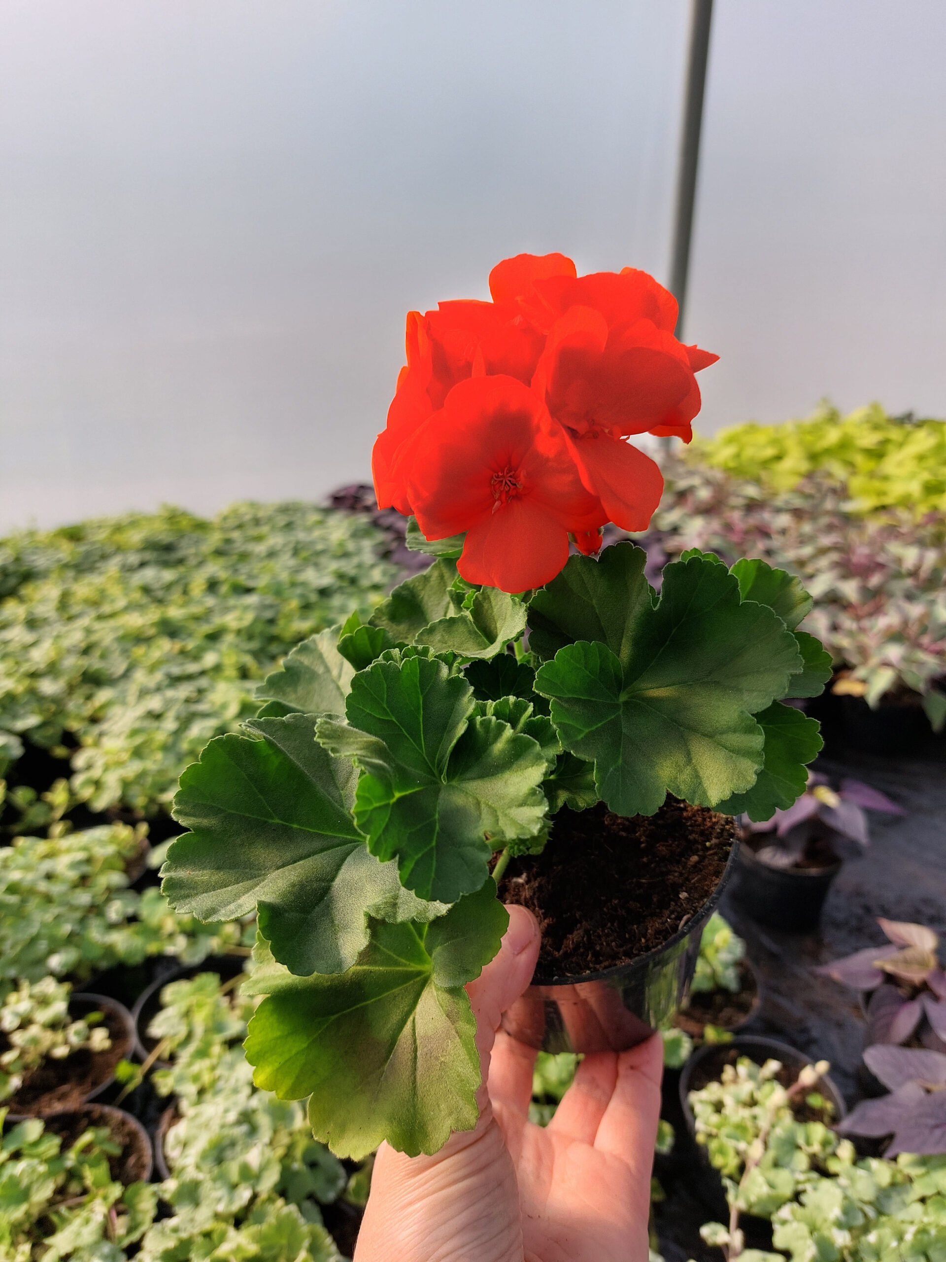 Pelargonia zonale - stojąca pomarańczowa