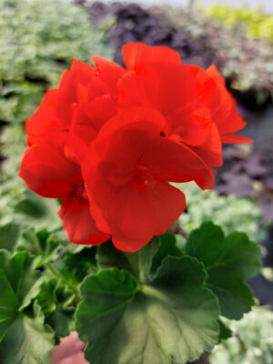 20230420_162041 Pelargonia zonale - stojąca pomarańczowa