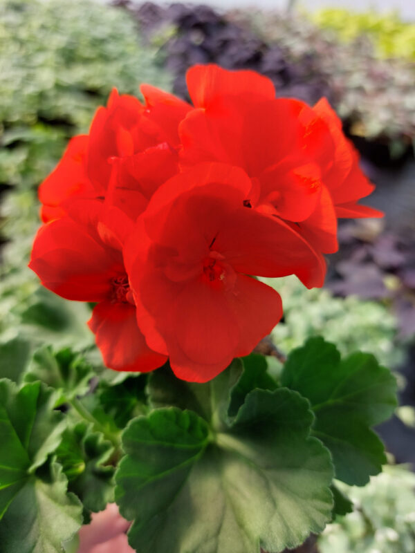 20230420_162041 Pelargonia zonale - stojąca pomarańczowa