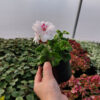 Rośliny ozdobne Car, Jatutów, Zamość, Lublin, Pelargonia peltatum - wisząca biała - White Blush - pełny kwiat