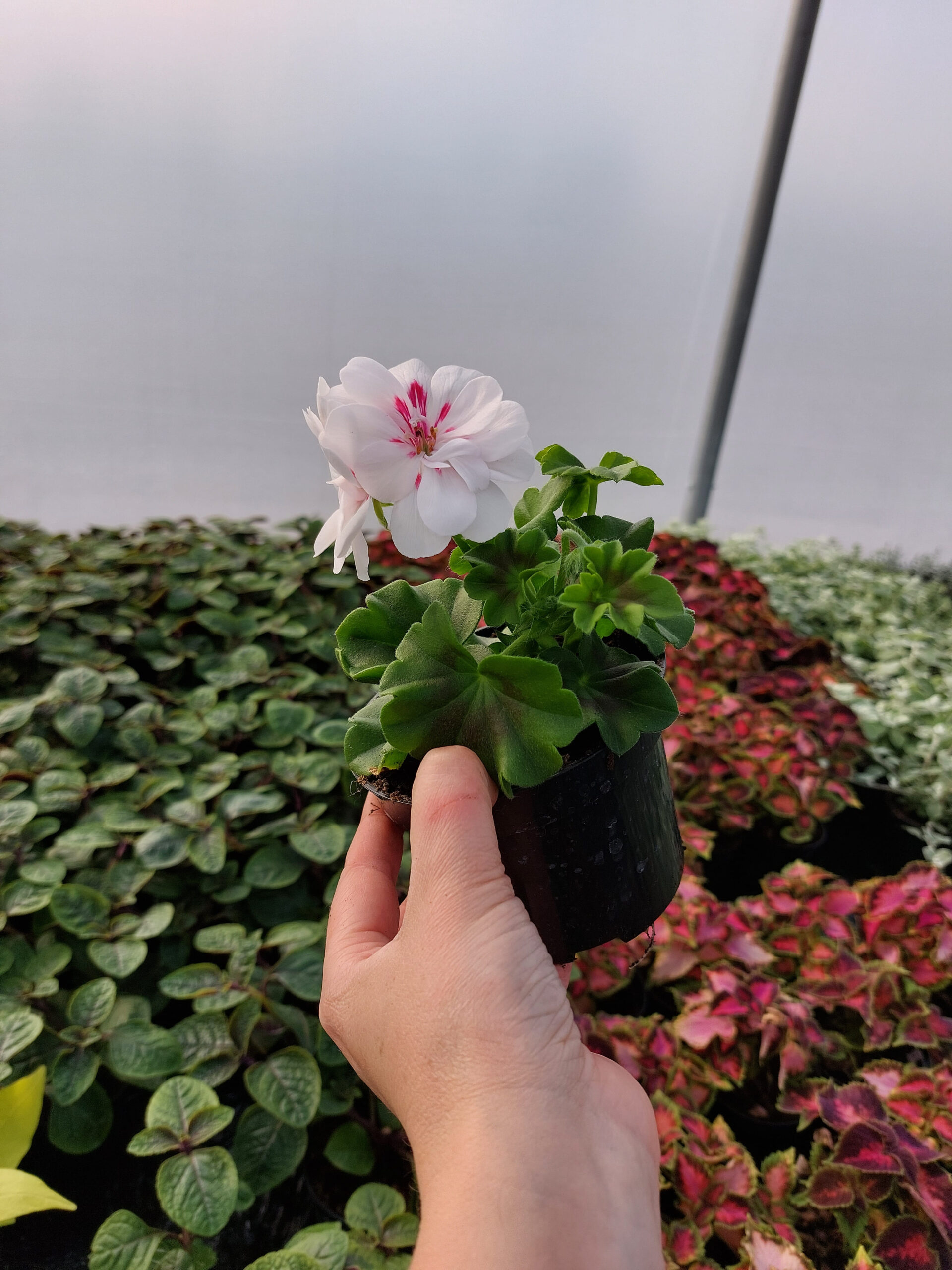 Pelargonia peltatum - wisząca biała - White Blush - pełny kwiat