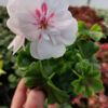 20230420_162129 Pelargonia peltatum - wisząca biała - White Blush - pełny kwiat