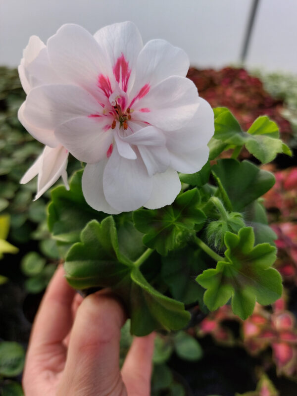 20230420_162129 Pelargonia peltatum - wisząca biała - White Blush - pełny kwiat