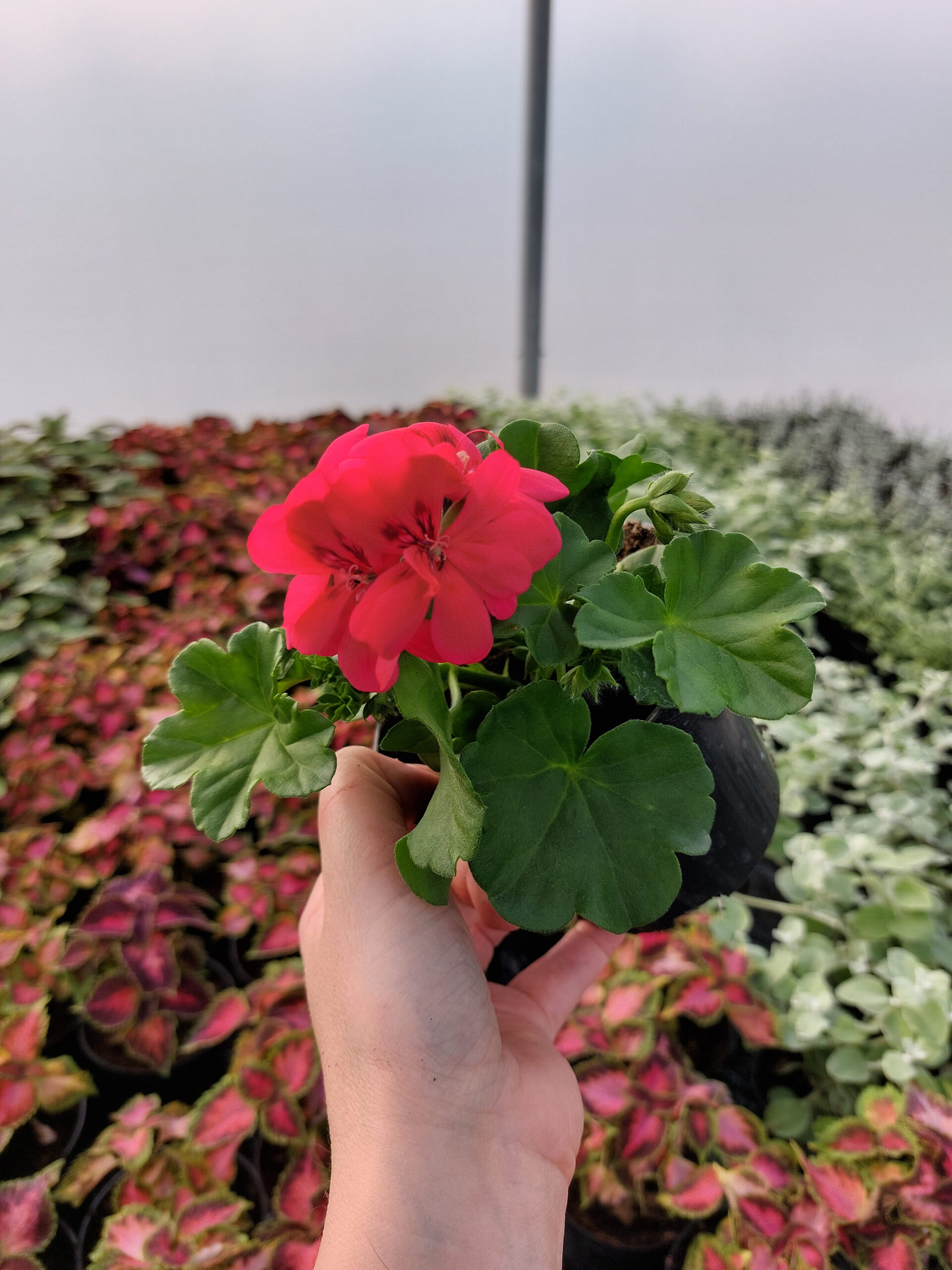 Rośliny ozdobne Car, Jatutów, Zamość, Lublin, Pelargonia peltatum - wisząca róż- Hot Coral - pełny kwiat