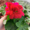 20230420_162209 Pelargonia peltatum - wisząca róż - Hot Coral - pełny kwiat