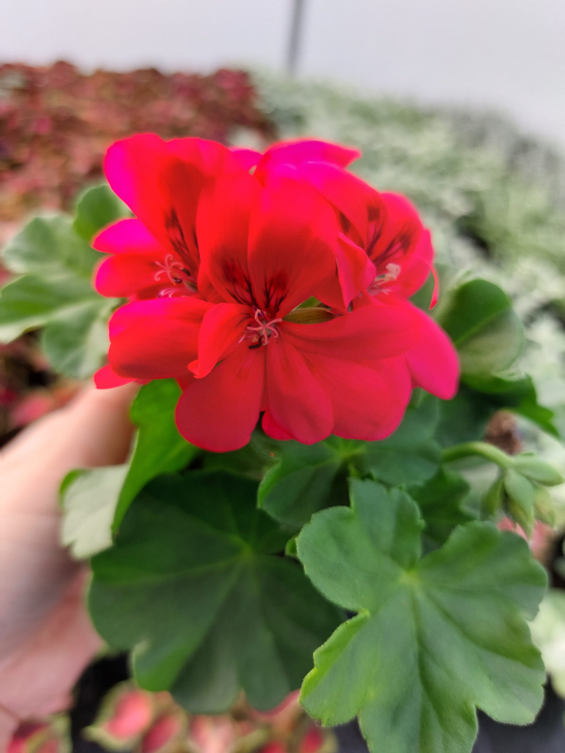 Pelargonia peltatum - wisząca róż - Hot Coral - pełny kwiat