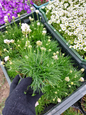 Zawciąg nadmorski - biały